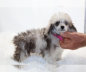 Poodle (Miniature) Puppy for sale in DYERSBURG, TN, USA