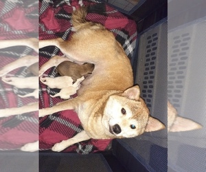 Mother of the Shiba Inu puppies born on 11/08/2021