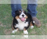 Small Photo #5 Miniature Bernedoodle Puppy For Sale in MINEOLA, TX, USA