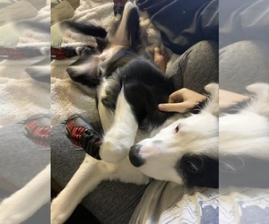 Border Collie Puppy for sale in BROOKINGS, OR, USA