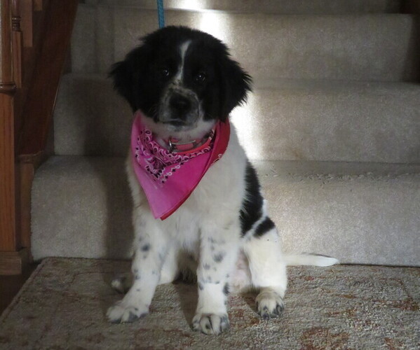 Medium Photo #3 Newfoundland Puppy For Sale in MECHANICSVILLE, MD, USA