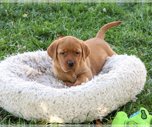 Medium Photo #5 Labrador Retriever Puppy For Sale in SYRACUSE, IN, USA