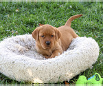 Ralph - Male Labrador Retriever Puppy for Sale - Photo #5