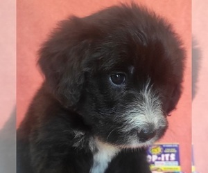 Bernedoodle Puppy for Sale in COOLIDGE, Arizona USA