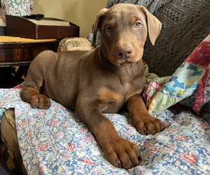 Doberman Pinscher Puppy for Sale in BRISTOL, Connecticut USA