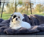 Small Photo #9 Cavapoo Puppy For Sale in HOUSTON, TX, USA