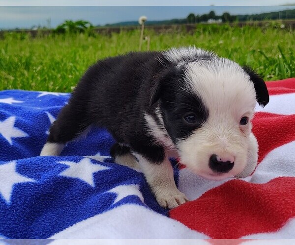 Medium Photo #39 Border Collie Puppy For Sale in NORBORNE, MO, USA