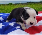 Small Photo #39 Border Collie Puppy For Sale in NORBORNE, MO, USA