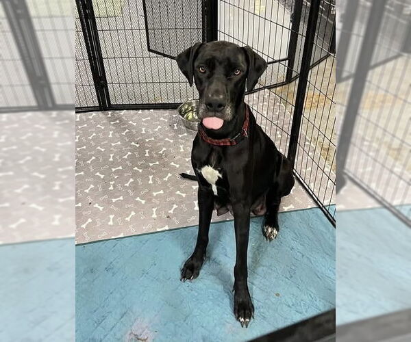 Medium Photo #1 Great Dane Puppy For Sale in Jackson Township, NJ, USA