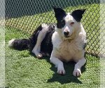 Small Photo #1 Border Collie Puppy For Sale in Highland, IL, USA