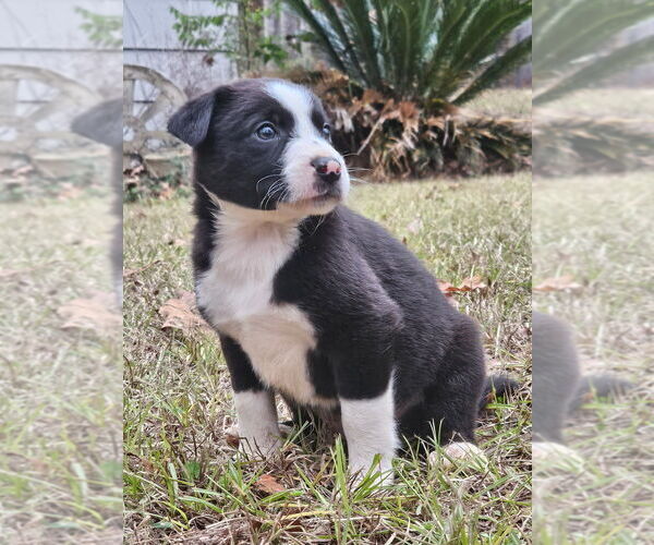 Medium Photo #1 Border Collie Puppy For Sale in KARNACK, TX, USA