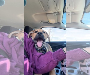 Australian Shepherd-Unknown Mix Dogs for adoption in Holly Springs, NC, USA