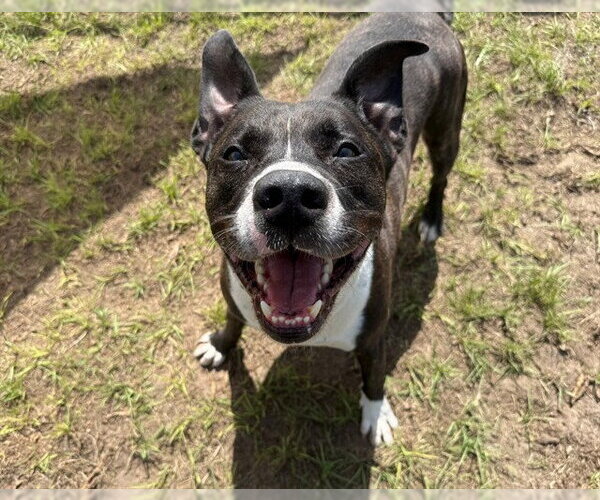 Medium Photo #2 Staffordshire Bull Terrier-Unknown Mix Puppy For Sale in Ocala, FL, USA