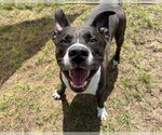 Small #1 Staffordshire Bull Terrier Mix