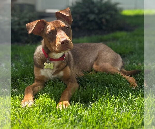 Medium Photo #20 Mutt Puppy For Sale in Canton, CT, USA