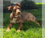 Small #19 Mutt