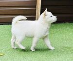 Small #2 Ainu Dog