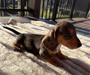 Dachshund Puppy for sale in WEBSTER, FL, USA