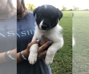 Border Collie Puppy for sale in GOODLETTSVILLE, TN, USA