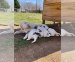 Small Photo #15 Great Pyrenees Puppy For Sale in RUTHERFORDTON, NC, USA