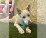 Small #20 German Shepherd Dog Mix