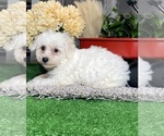 Small #2 Bichon Frise