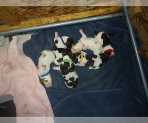 Brittany Litter for sale in LAKE GROVE, NY, USA