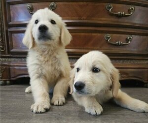 English Cream Golden Retriever Puppy for sale in SACRAMENTO, CA, USA