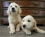 Small English Cream Golden Retriever