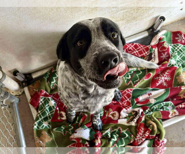 Medium Photo #4 German Shorthaired Pointer-Unknown Mix Puppy For Sale in Grafton, WI, USA