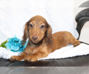 Dachshund Puppy for sale in SHILOH, OH, USA