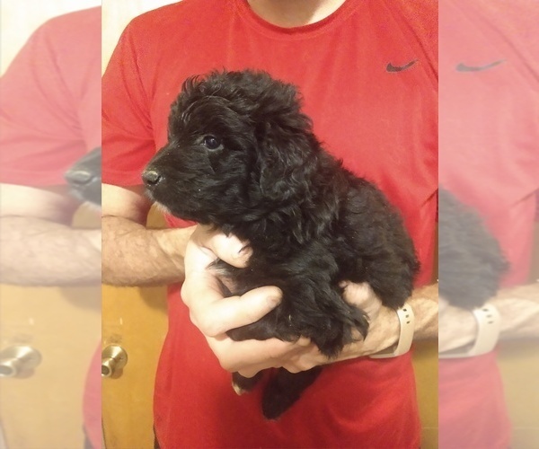 Medium Photo #3 Aussiedoodle Puppy For Sale in MARION, TX, USA