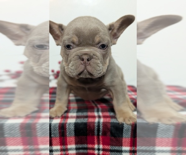 Medium Photo #12 French Bulldog Puppy For Sale in GOSHEN, IN, USA