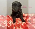 Puppy 4 German Shepherd Dog