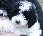 Small Photo #2 Bernedoodle (Miniature) Puppy For Sale in BOSWELL, IN, USA