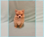 Small #3 Pomeranian