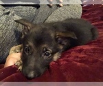 Small Photo #16 German Shepherd Dog Puppy For Sale in ROANOKE, VA, USA
