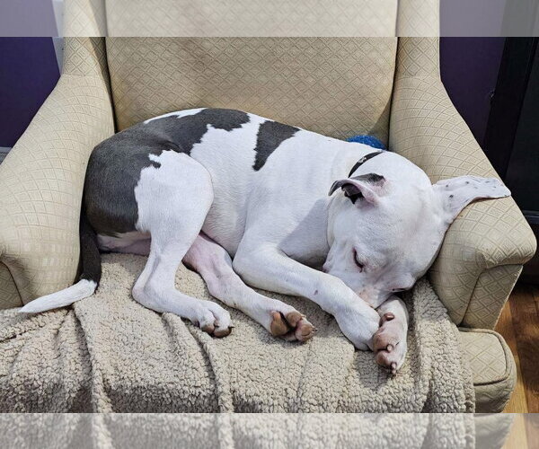 Medium Photo #33 American Pit Bull Terrier-Unknown Mix Puppy For Sale in Germantown, OH, USA