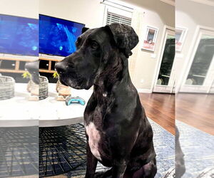 Great Dane Dogs for adoption in Bullard, TX, USA