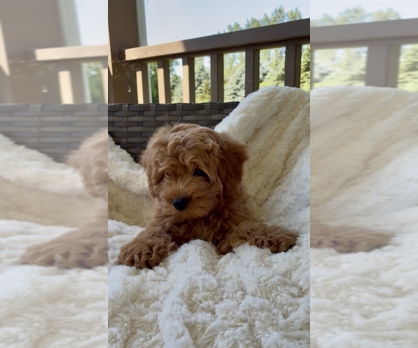 Medium Photo #3 Goldendoodle (Miniature) Puppy For Sale in RANDOLPH, WI, USA