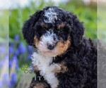Small #2 Bernedoodle (Miniature)