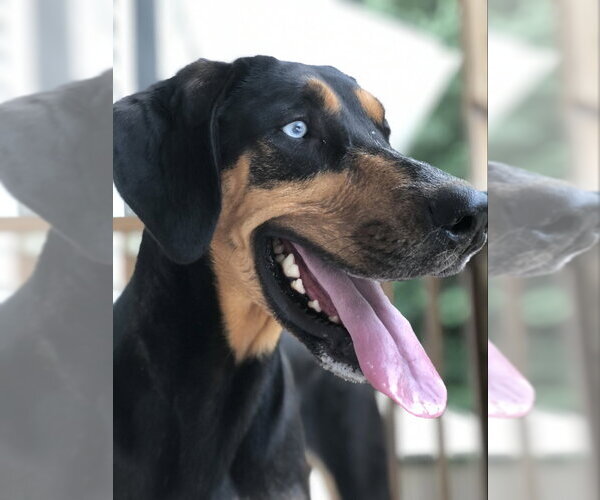 Medium Photo #3 Coonhound-Doberman Pinscher Mix Puppy For Sale in East Derry, NH, USA