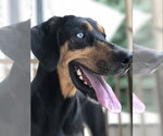 Small #2 Coonhound-Doberman Pinscher Mix