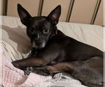 Small #11 American Pit Bull Terrier Mix