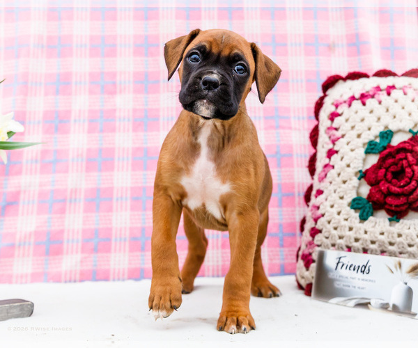 Medium Photo #1 Boxer Puppy For Sale in WAKARUSA, IN, USA