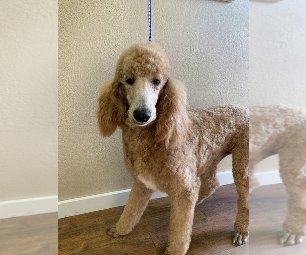 Medium Photo #5 Poodle (Standard) Puppy For Sale in SAVOY, TX, USA