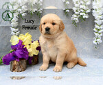 Puppy Lucy English Cream Golden Retriever