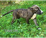 Small #4 Mutt