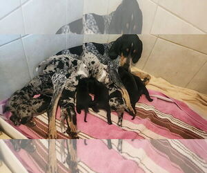 Bluetick Coonhound Dogs for adoption in New Orleans, LA, USA