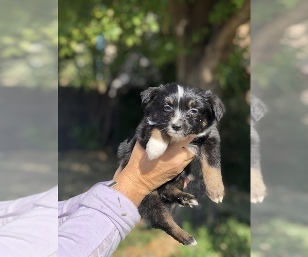 Medium Photo #2 Miniature Australian Shepherd Puppy For Sale in VACAVILLE, CA, USA